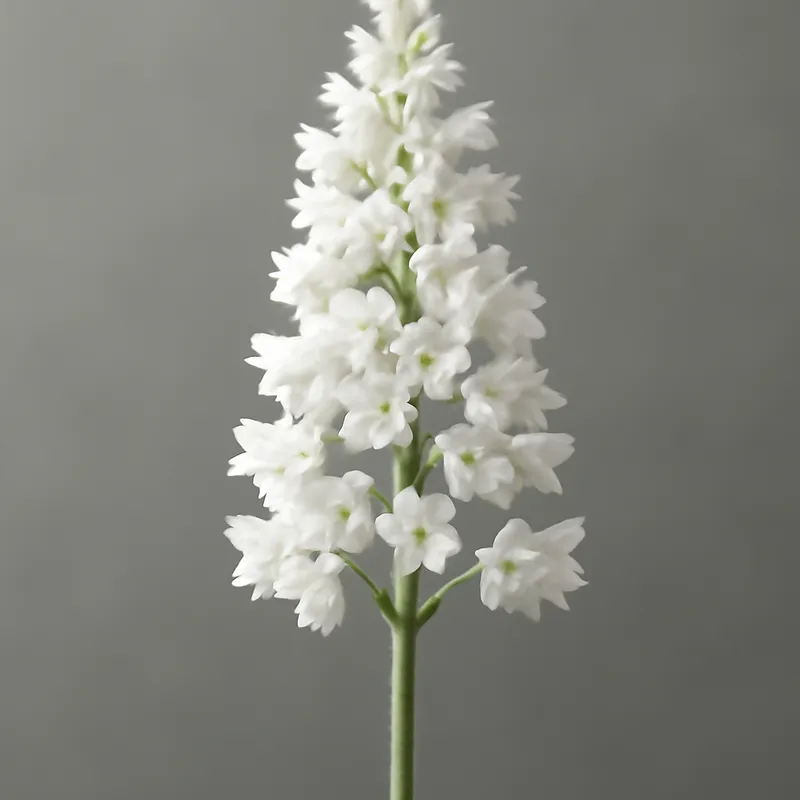 Alúnroot branca