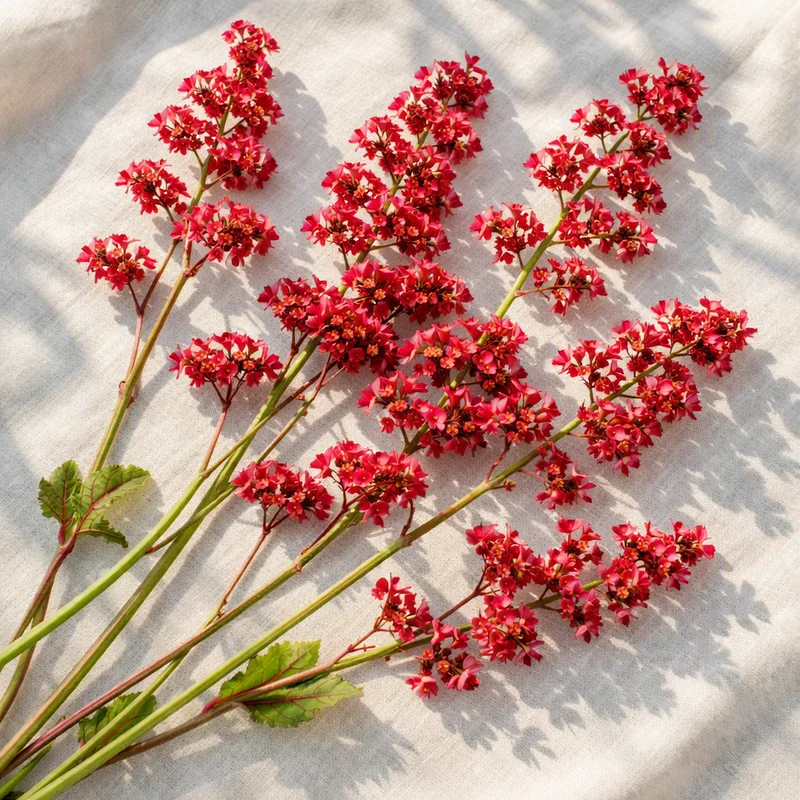 Alunrot vermelho - imagem 4