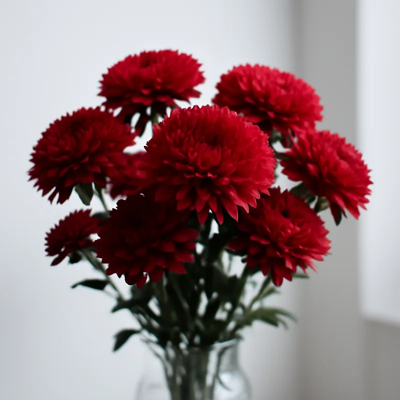 Áster vermelho - imagem 3