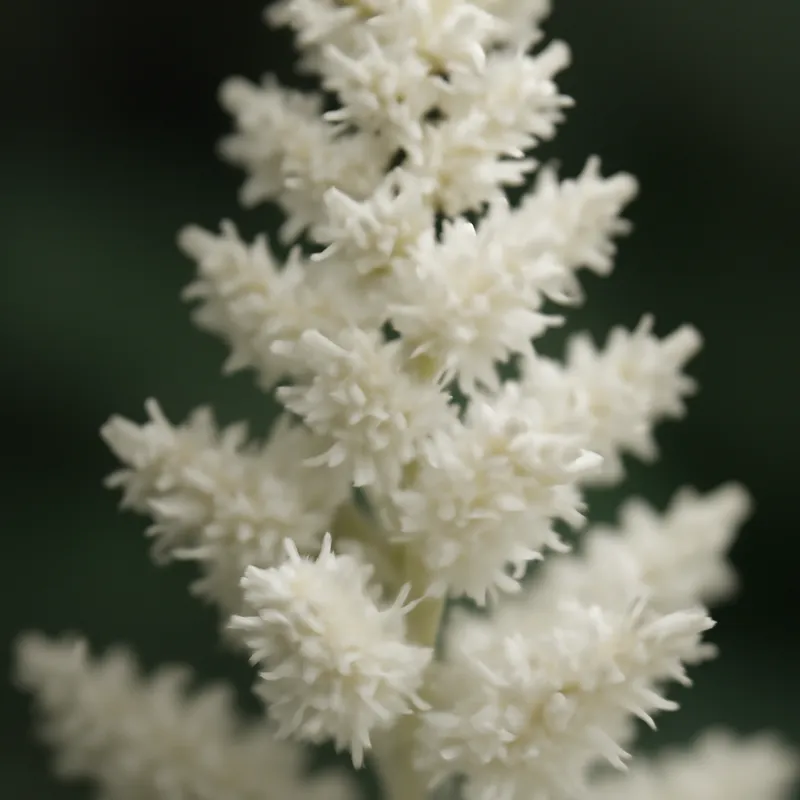 Astilbe branca - imagem 2