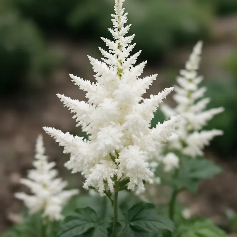 Astilbe branca - imagem 4