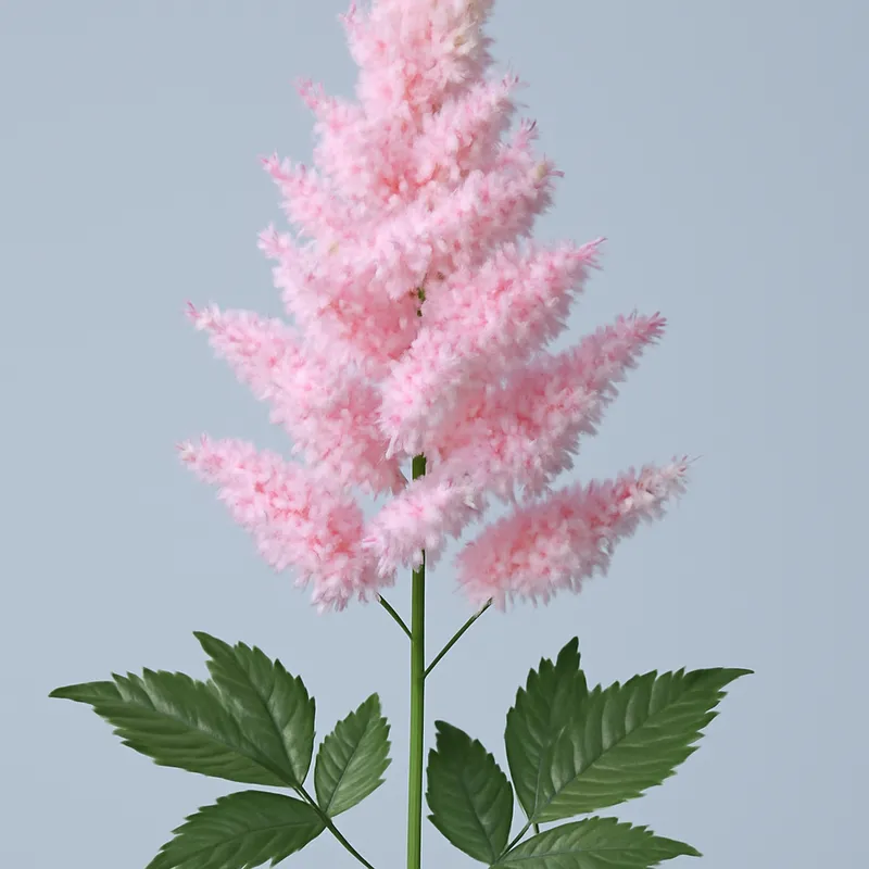 Astilbe Clássica