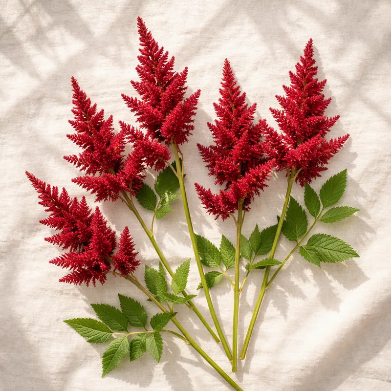 Astilbe vermelha - imagem 4