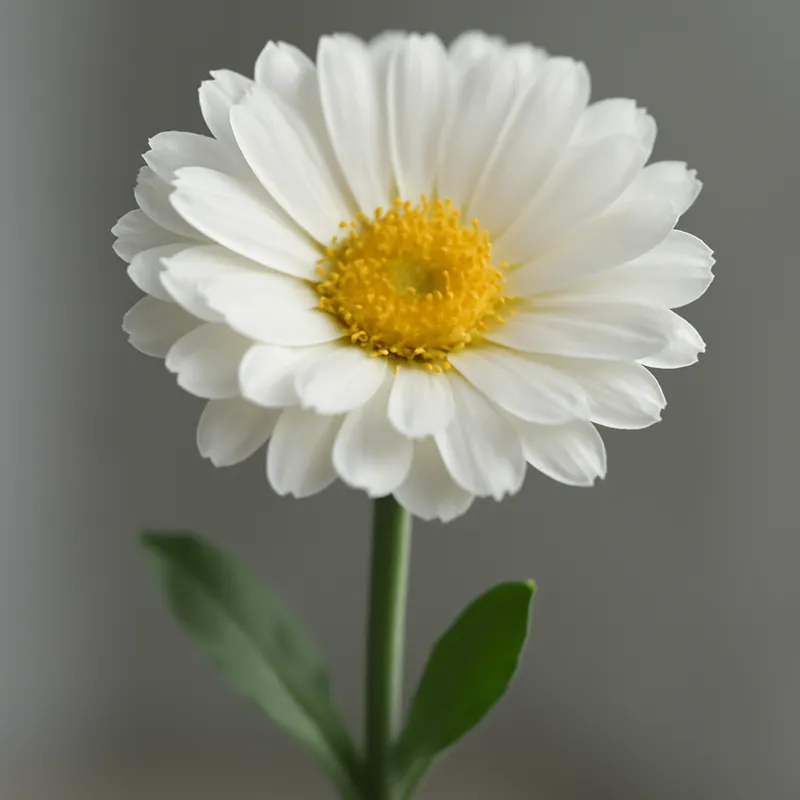 Calêndula branca