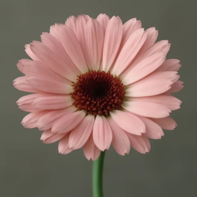Calêndula - rosa