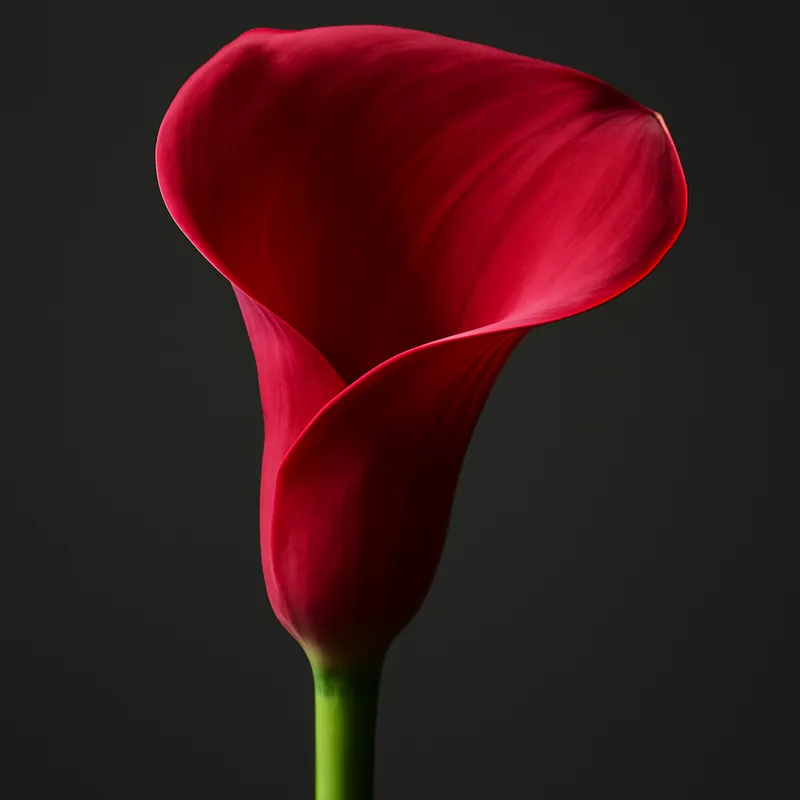 Calla vermelha