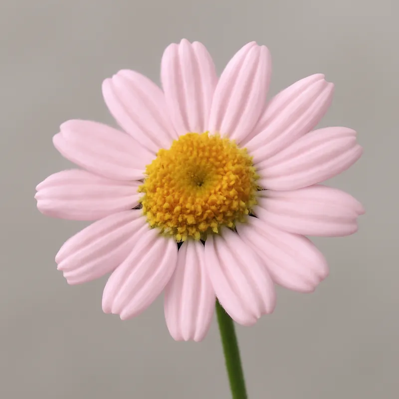Camomila - rosa