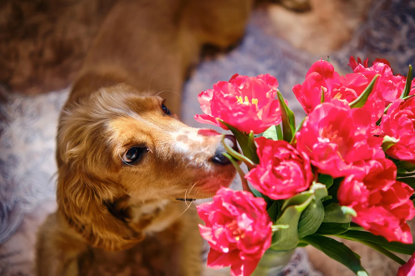 Golden retriever a cheirar curiosamente um ramo de tulipas vermelhas dentro de casa, as tulipas podem causar problemas gástricos nos cães