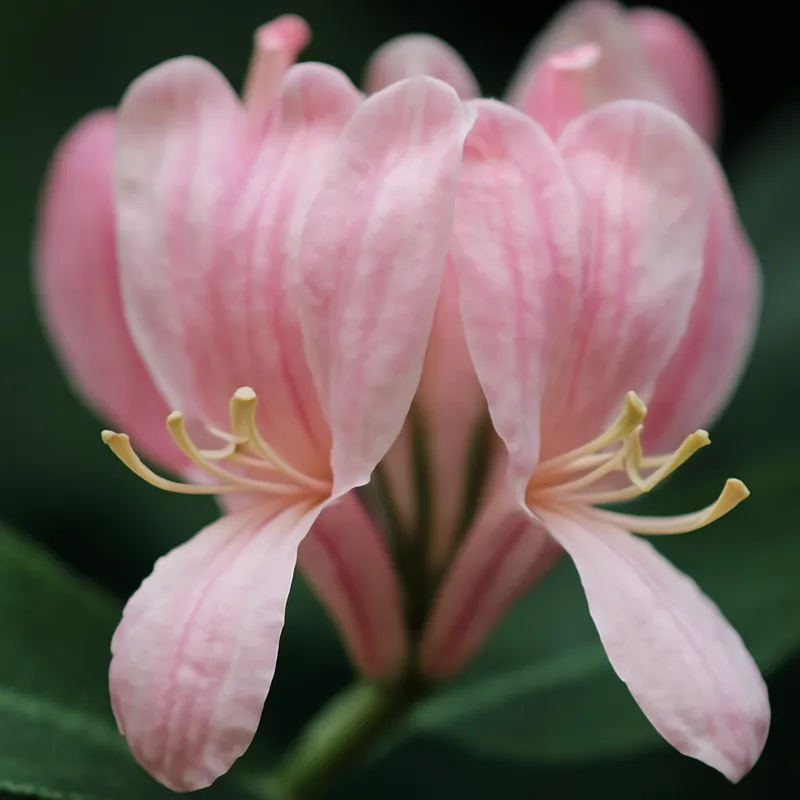 Caprifolio - rosa - imagem 2