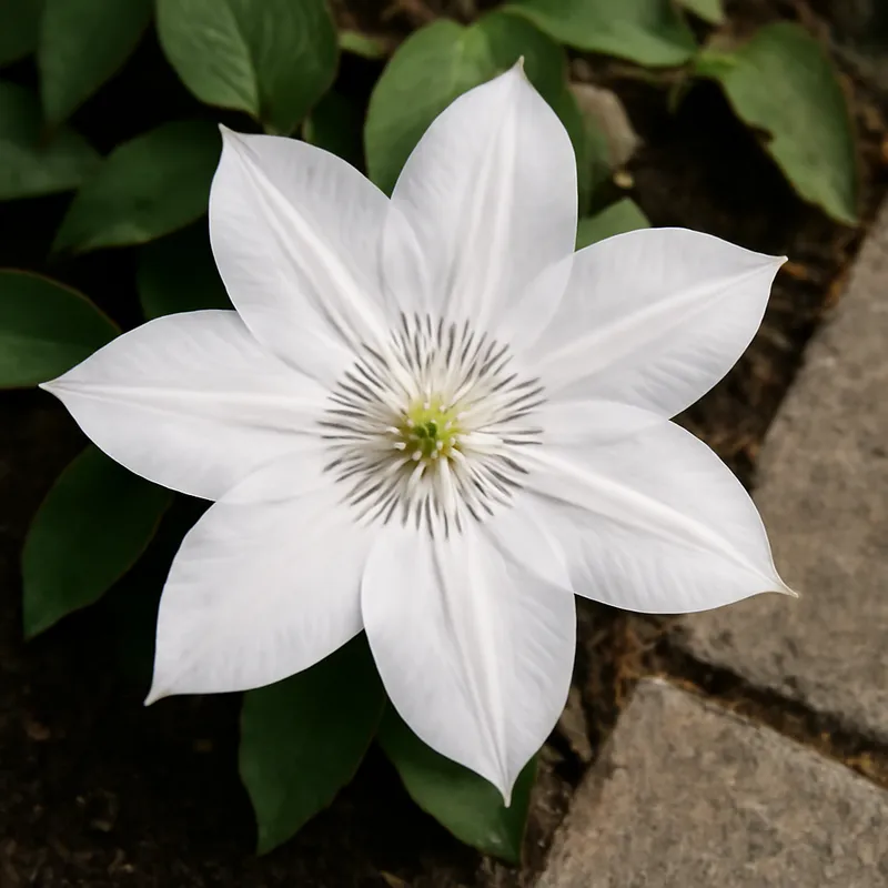 Clematite branca - imagem 4