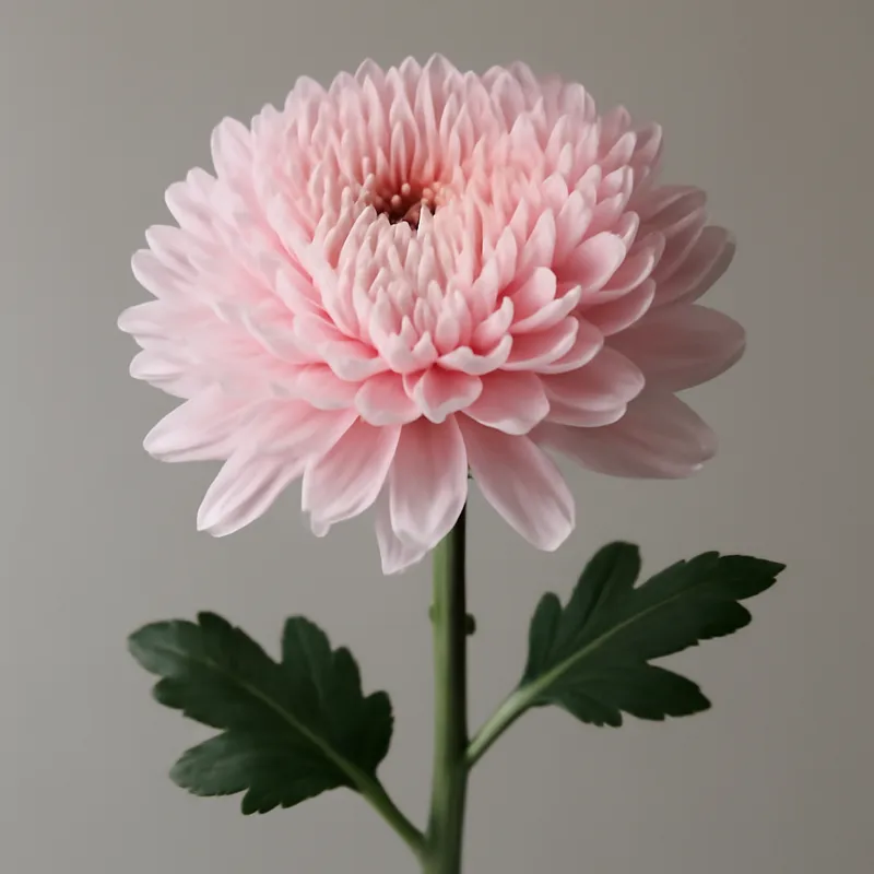 Crisântemo - rosa