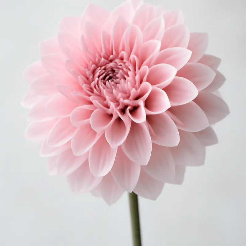 Dália - rosa