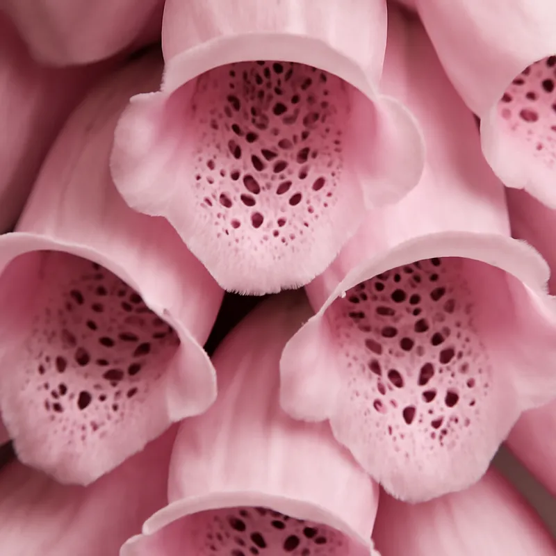Dedal-de-dama rosa - imagem 2
