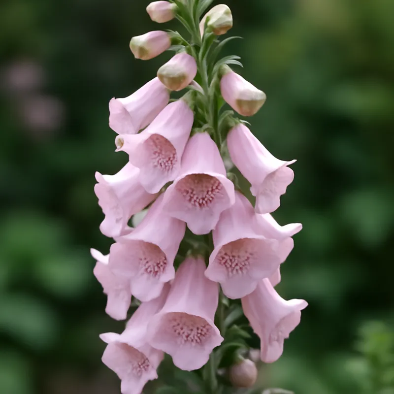 Dedal-de-dama rosa - imagem 4