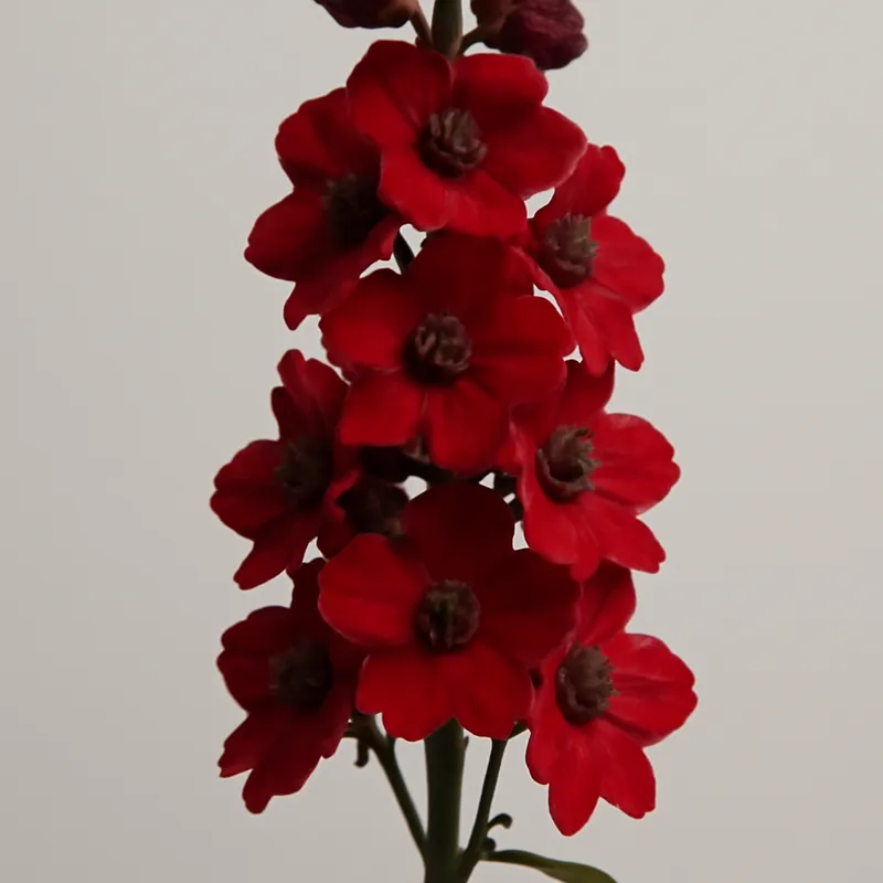 Delfínio vermelho