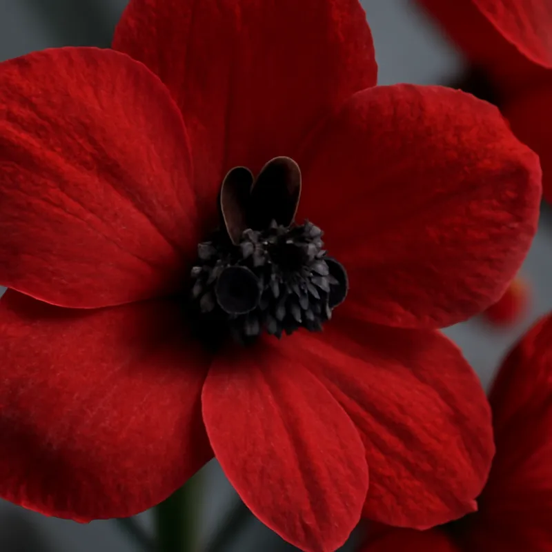Delfínio vermelho - imagem 2