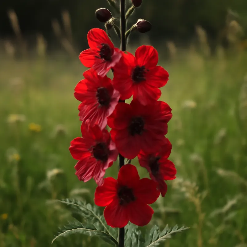 Delfínio vermelho - imagem 4