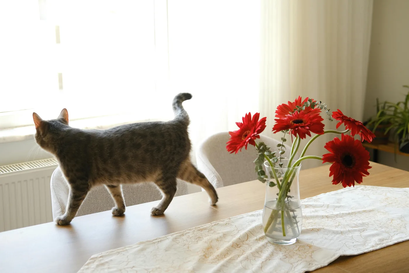 Flores tóxicas para cães e gatos: guia completo