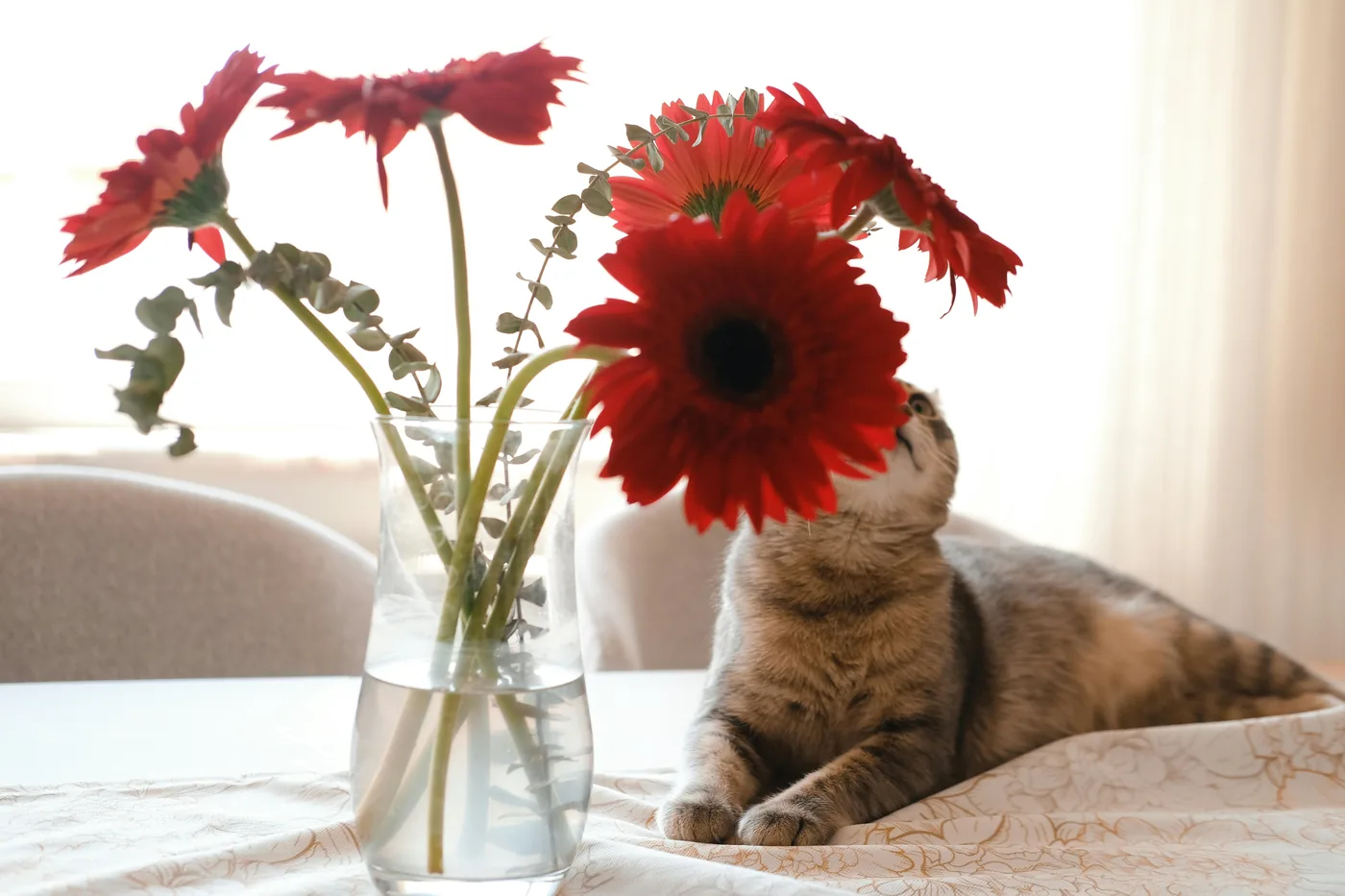 Gato junto a um vaso com gérberas vermelhas sobre a mesa, a gérbera é geralmente uma opção melhor em casas com animais de estimação