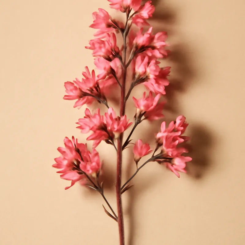 Heuchera