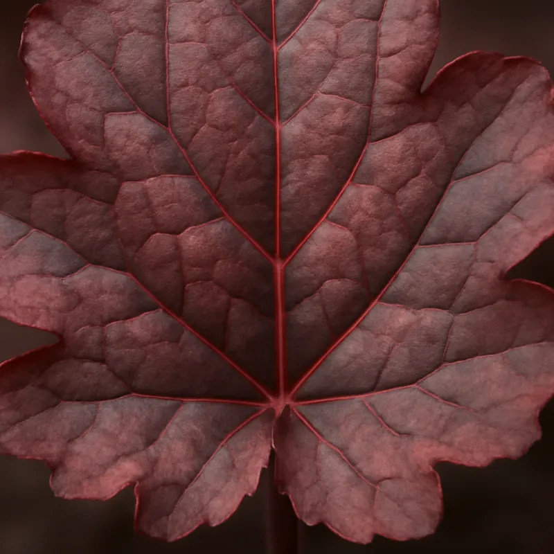 Heuchera clássica - imagem 2