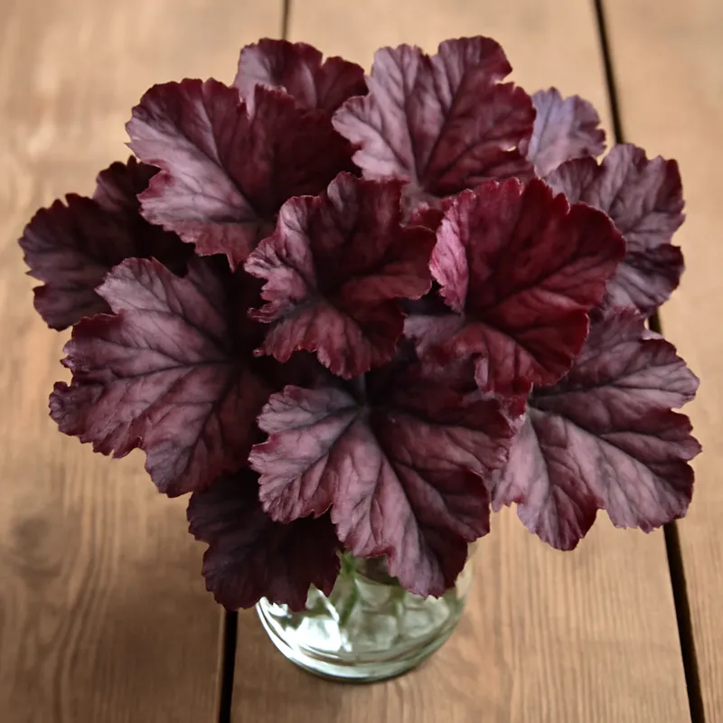 Heuchera clássica - imagem 3