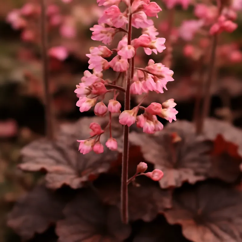 Heuchera clássica - imagem 4
