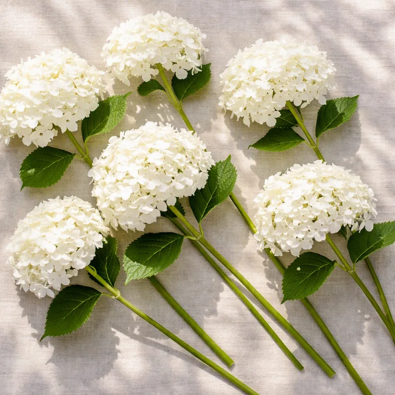 Hortênsia branca - imagem 4