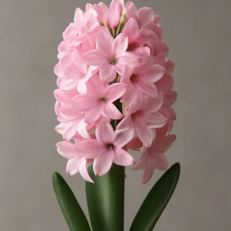 Jacinto - rosa