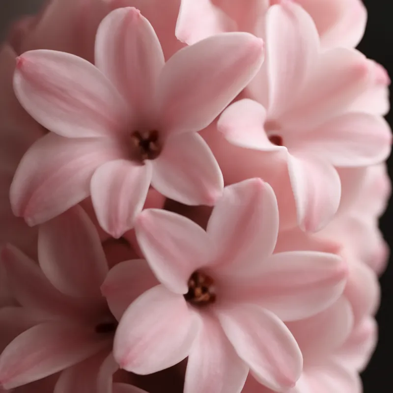 Jacinto - rosa - imagem 2