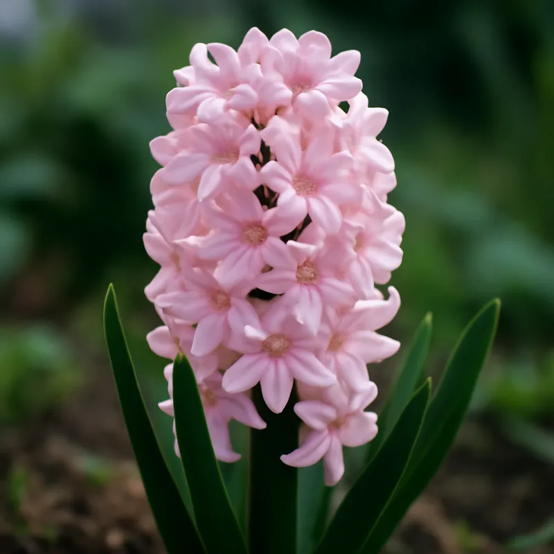 Jacinto - rosa - imagem 4