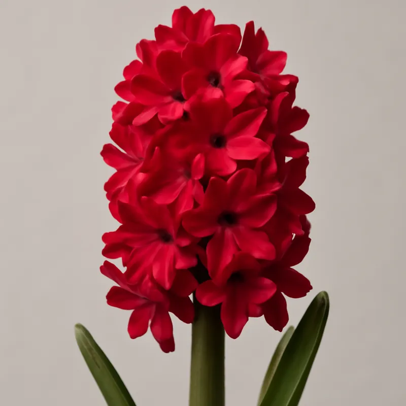 Jacinto - vermelho