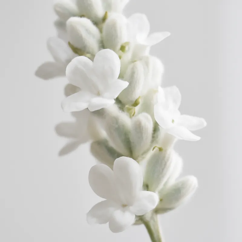 Lavanda branca - imagem 2