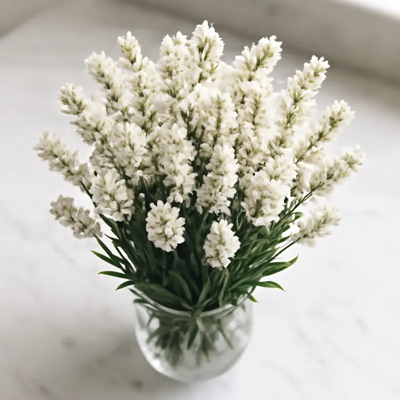Lavanda branca - imagem 3