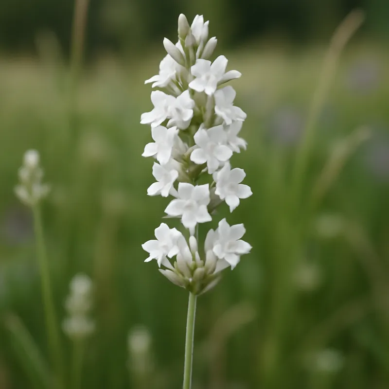Lavanda branca - imagem 4