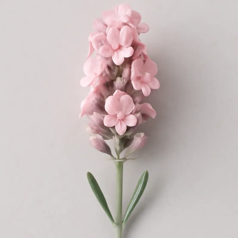Lavanda - rosa