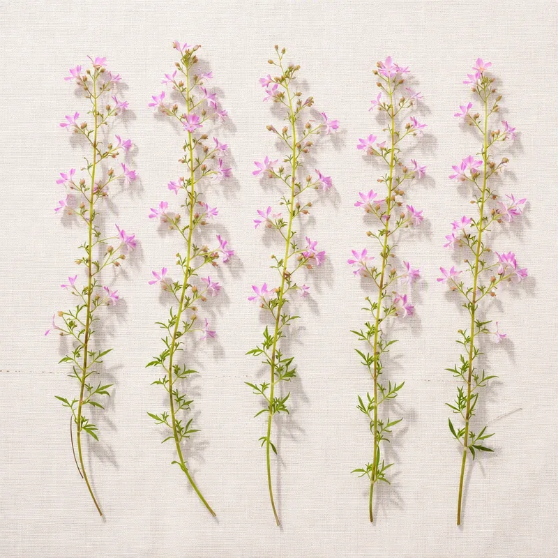 Lobelia - rosa - imagem 4