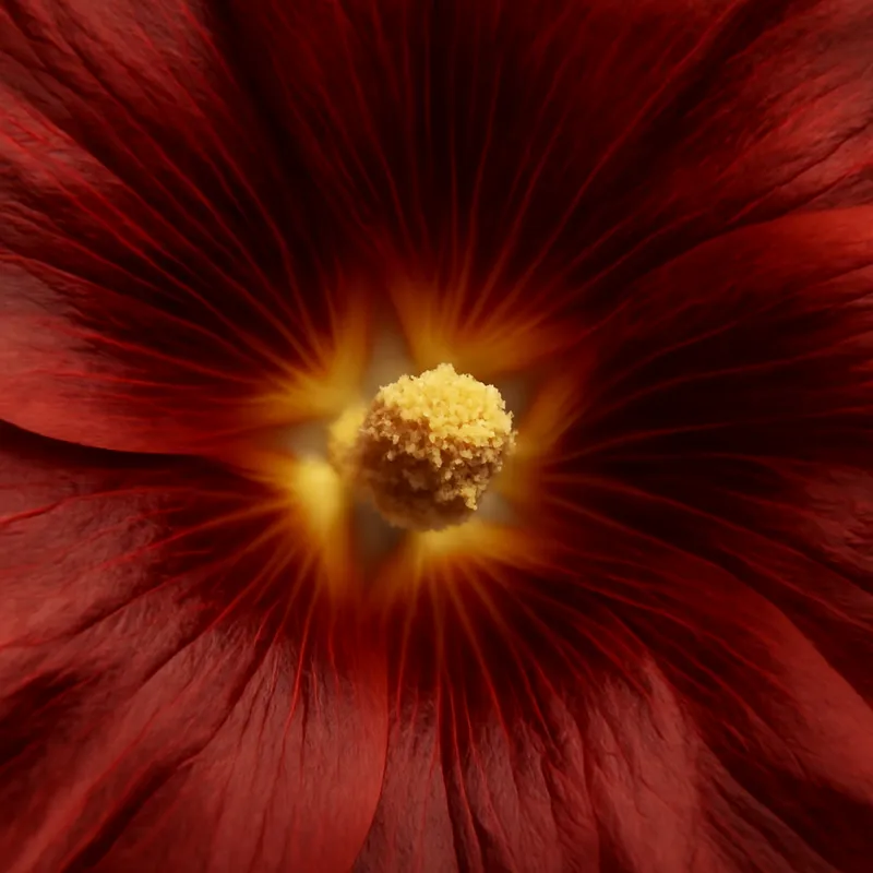 Malva-das-flores - clássica - imagem 2