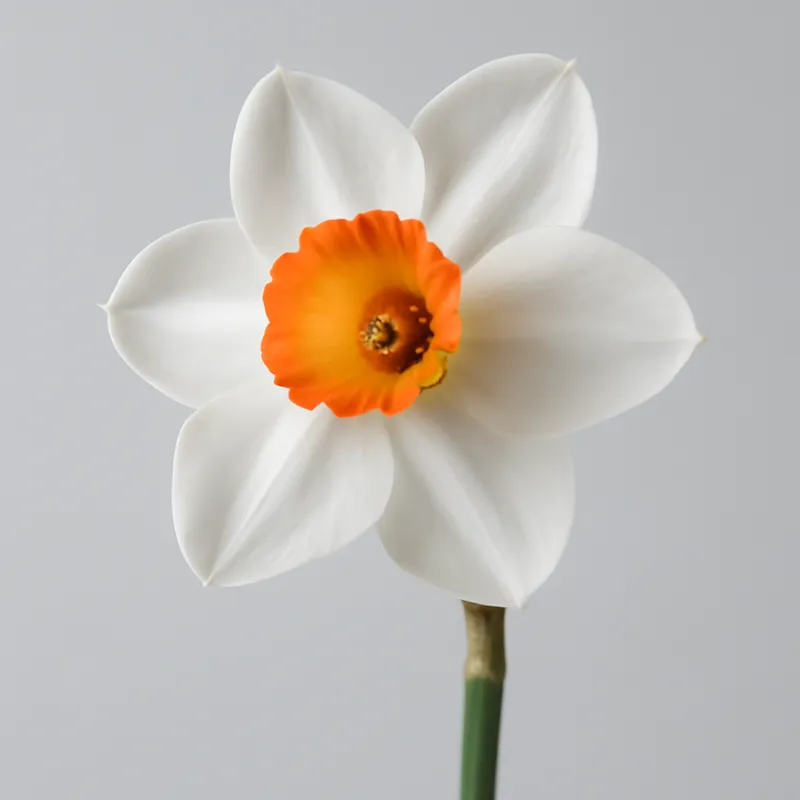 Narcisos