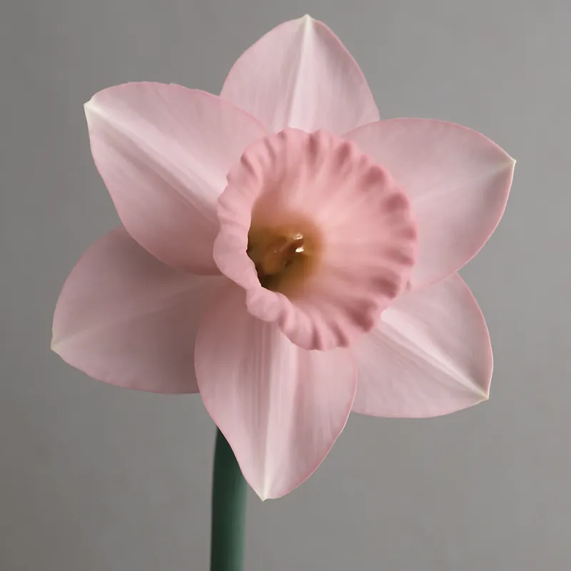 Narciso rosa