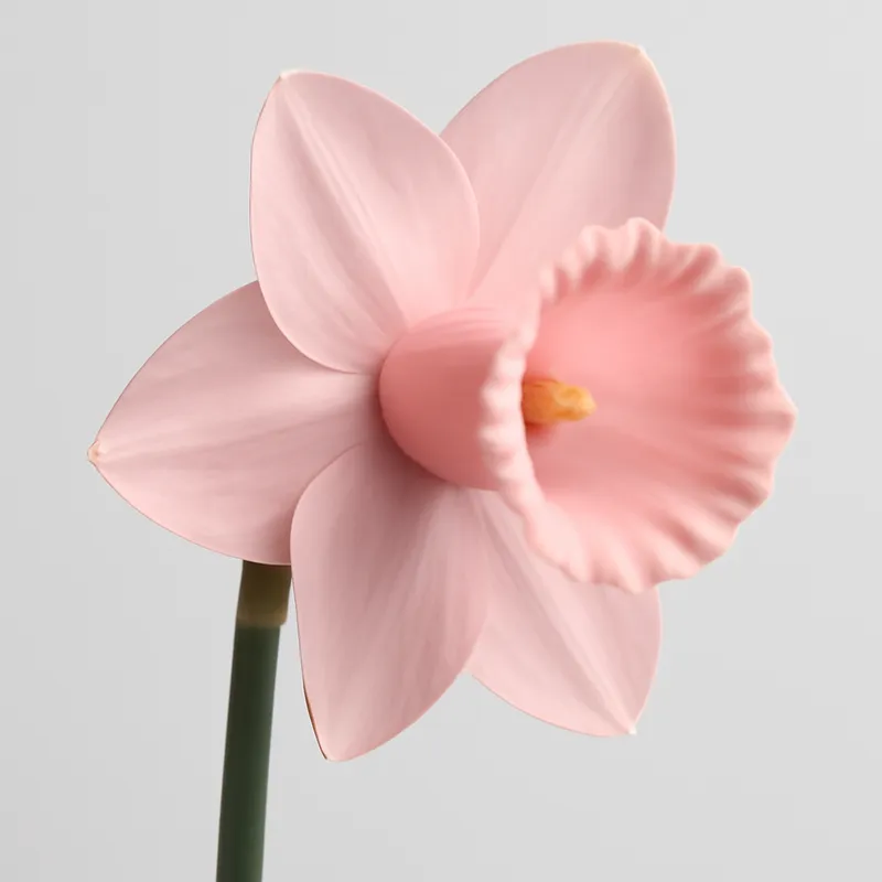 A linguagem das flores: o que dizem as flores