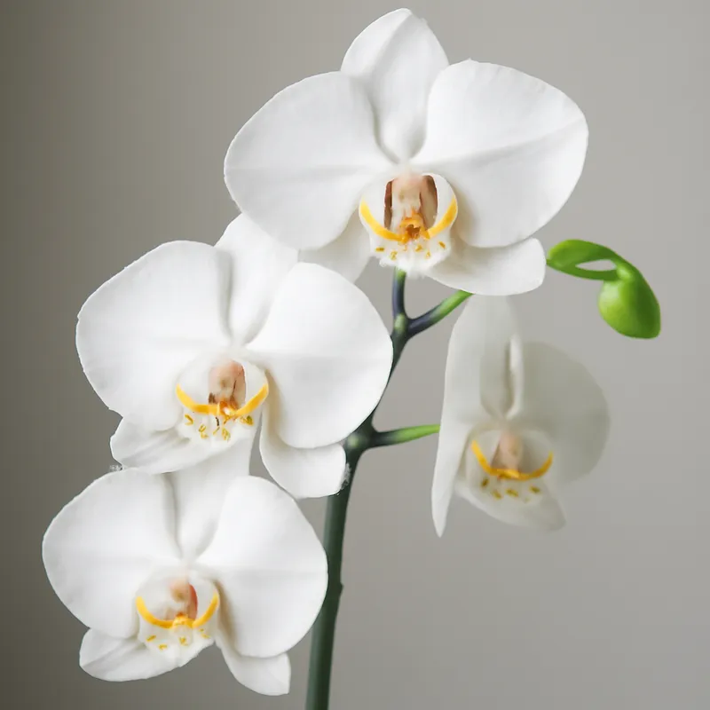 Orquídea branca (Phalaenopsis)