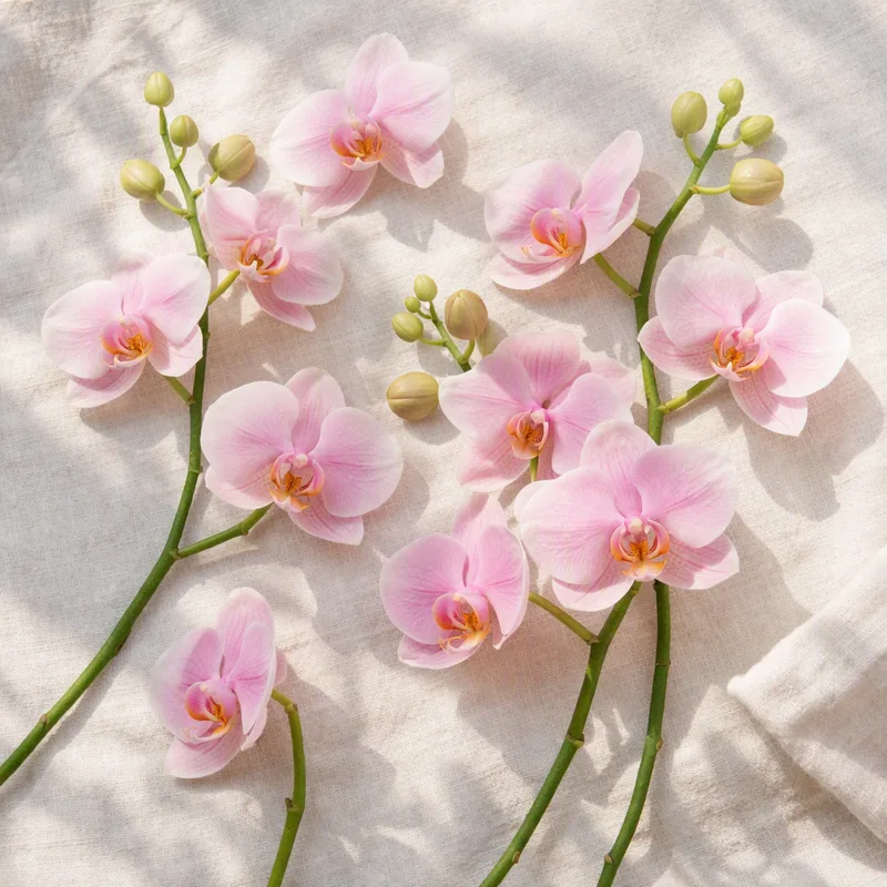 Orquídea (orquídea-da-noiva) - rosa - imagem 4