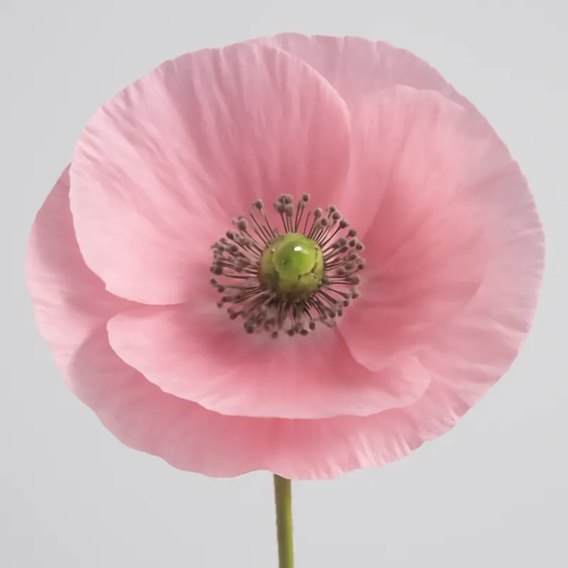 Papoula-rosa