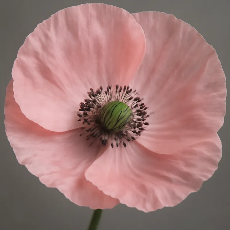 Papoula-rosa - imagem 2