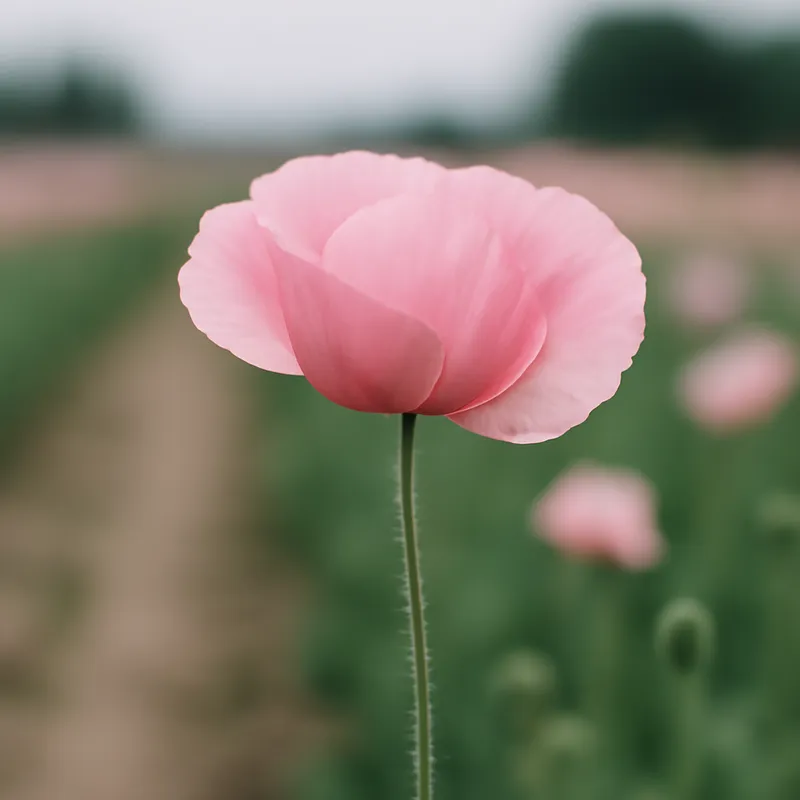 Papoula-rosa - imagem 4