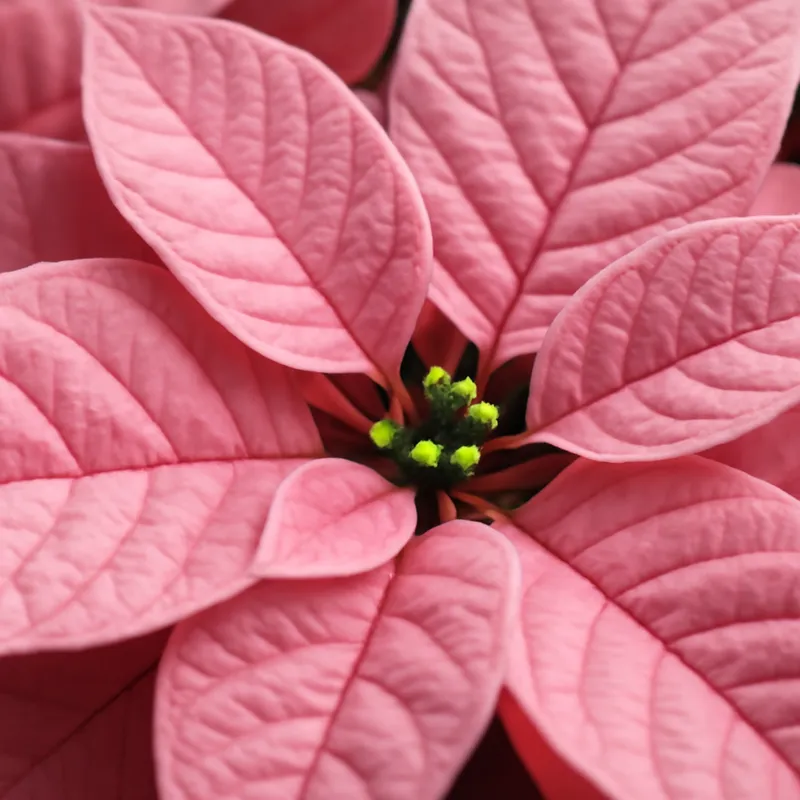 Poinsétia rosa - imagem 2