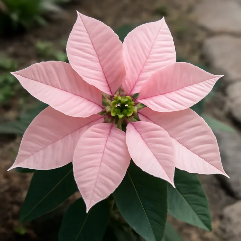 Poinsétia rosa - imagem 4