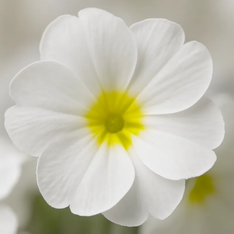 Primula branca - imagem 2