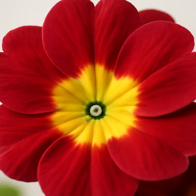 Primula clássica - imagem 2